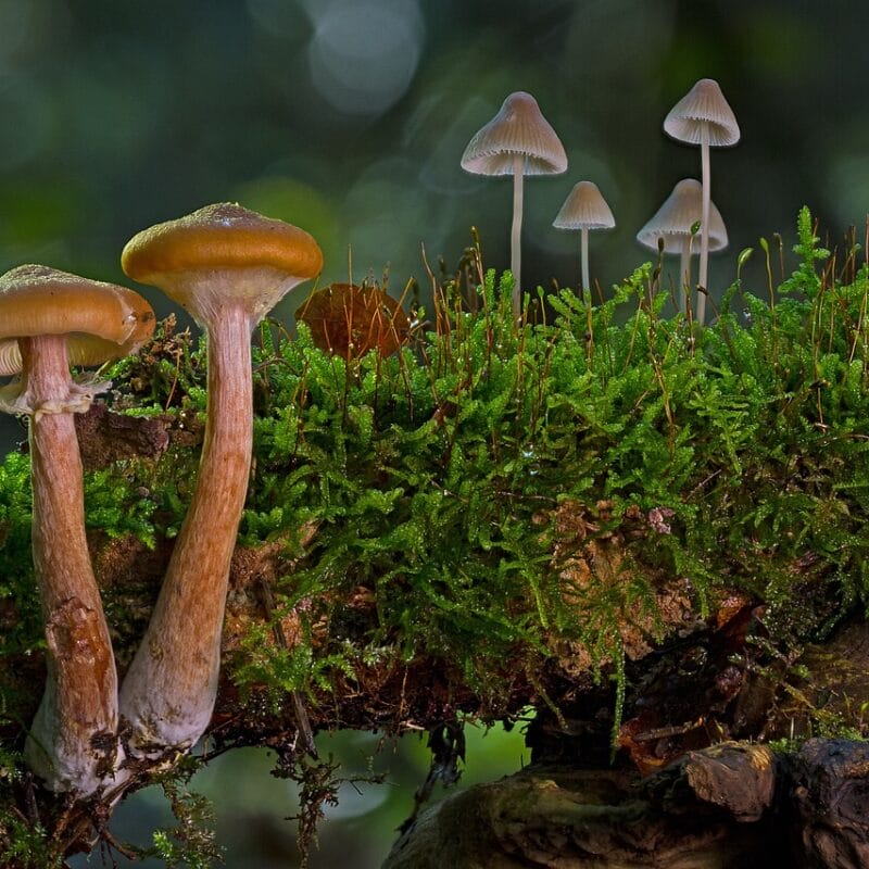 magic mushroom in Canada | Momentum Mushroom Canada
