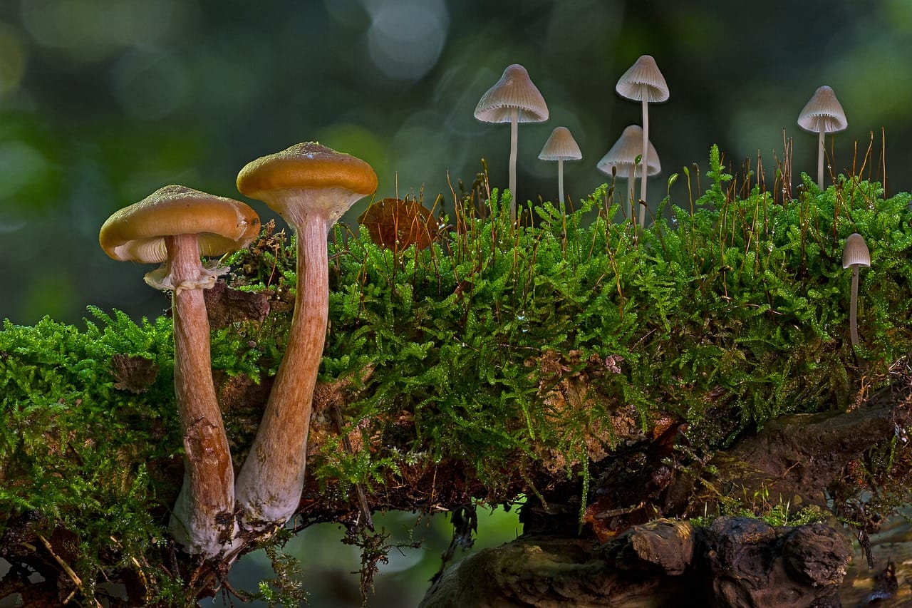 The Majority of Canadians Back the Use of Psychedelic Mushrooms for Alleviating Existential Anxiety