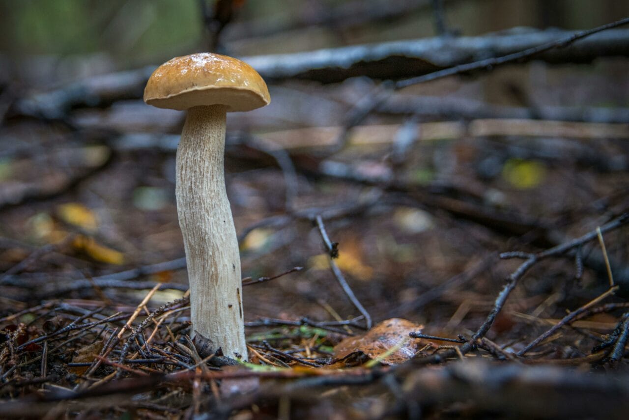 Recent Studies on Psychedelic Mushrooms Indicate Prolonged Brain Activity Disruption Could Benefit Mental Health