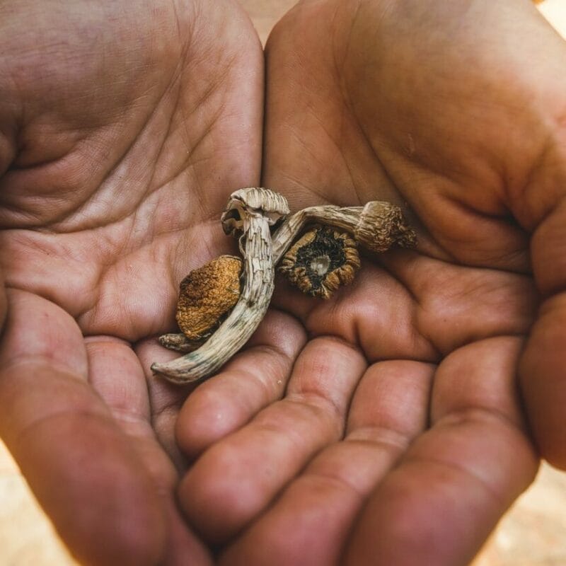 dried shrooms | Momentum Mushroom Canada
