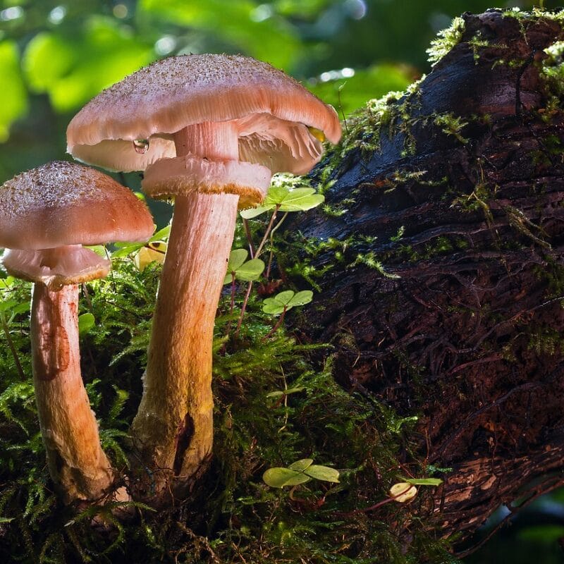 magic mushroom delivery | Momentum Mushroom Canada