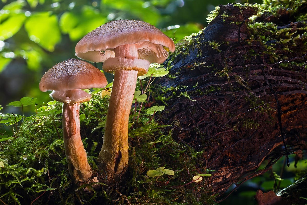 Psychedelic Magic Mushrooms – Did They Contribute to Our Evolution as a Species?