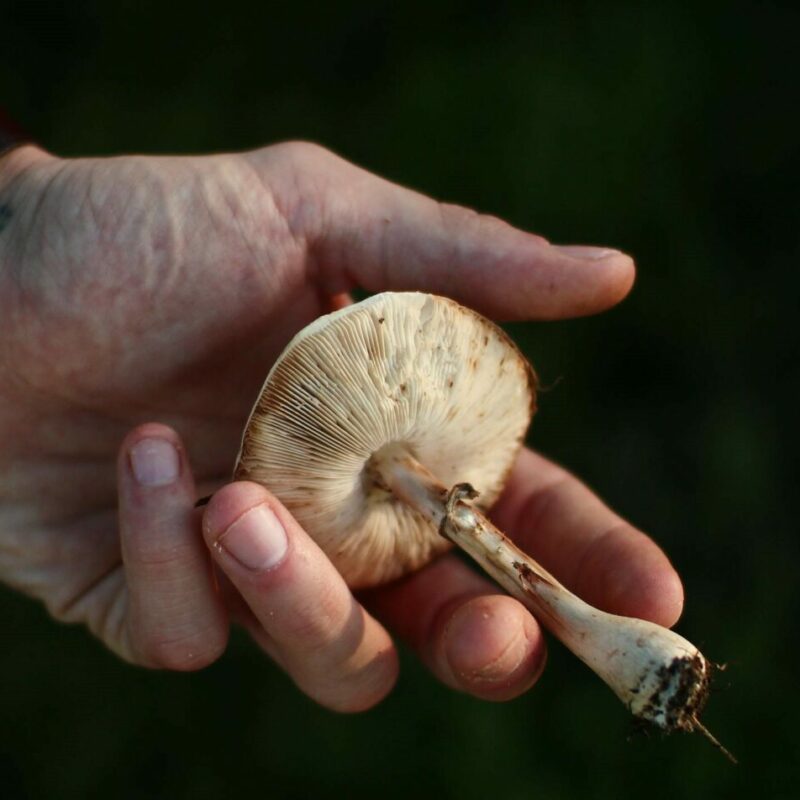Shrooms | Momentum Mushroom Canada