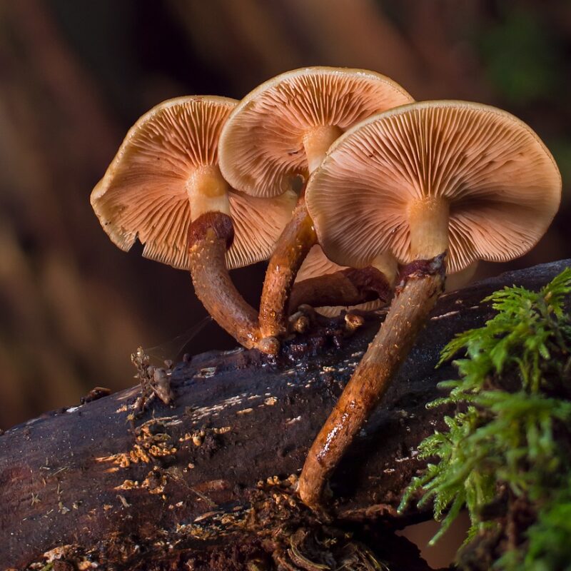 alacabenzi strain | Momentum Mushroom Canada