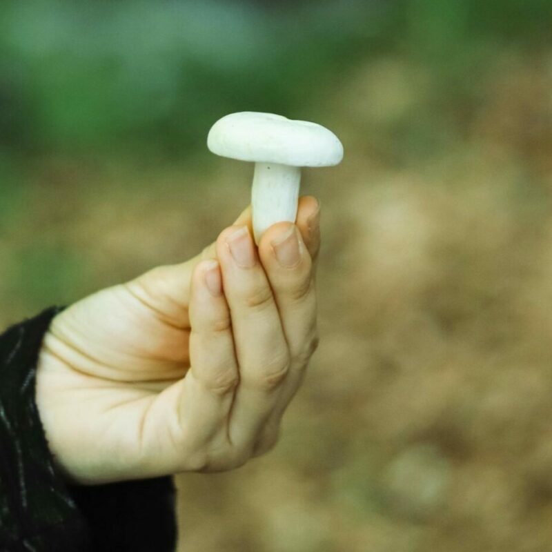 shrooms online in Canada | Momentum Mushroom Canada
