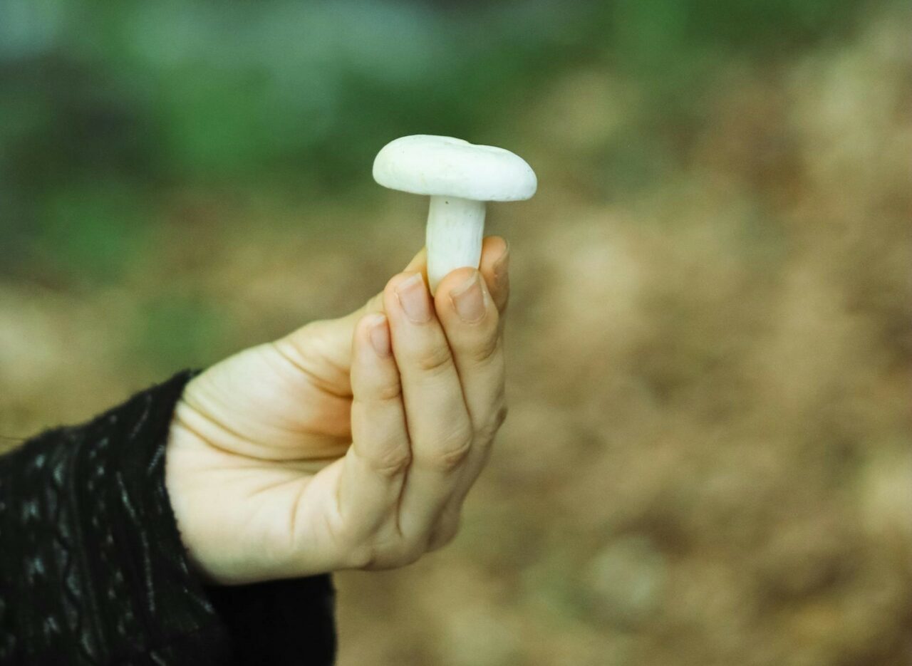 Dive into Five Mushroom Categories for All Psychedelic Aficionados