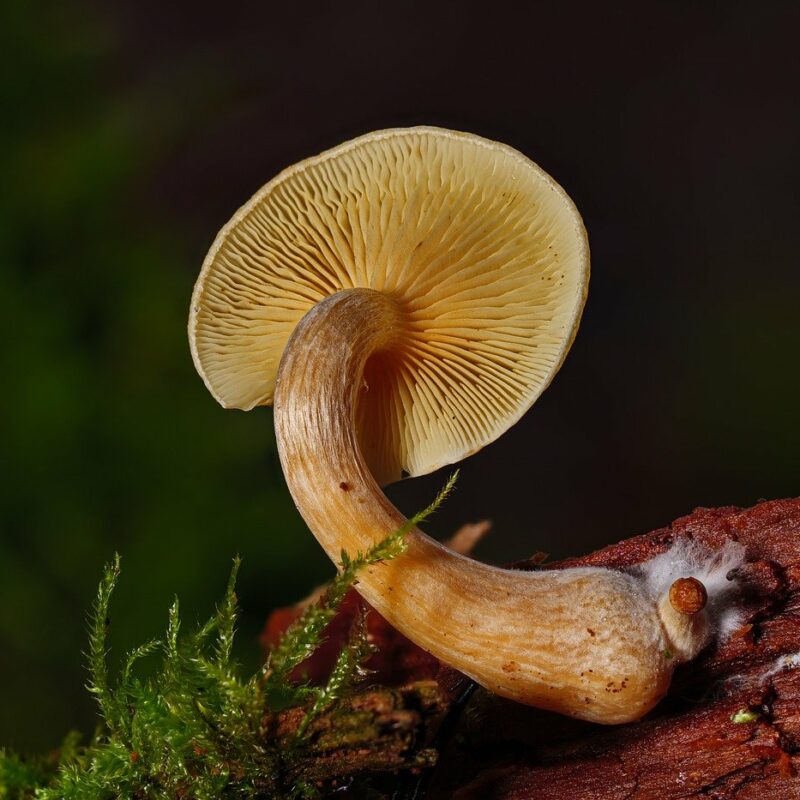 Alacabenzi Strain | Momentum Mushroom Canada