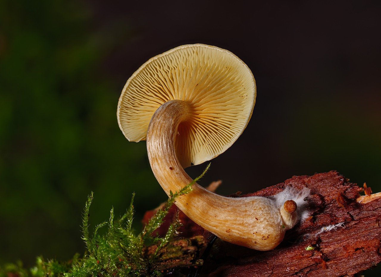 Overview of the Alacabenzi Strain – Essential Information for Users Prior to the Initial Dosage