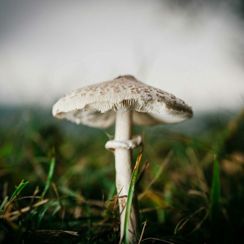 White Monster | Momentum Mushroom Canada