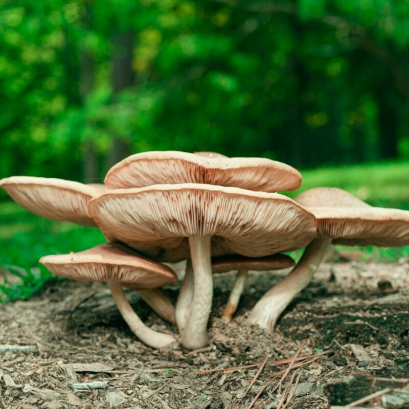 Big Daddy Mushroom | Momentum Mushroom Canada