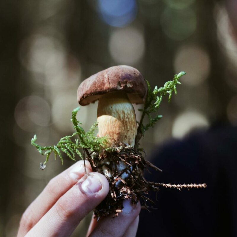 Buy Shrooms | Momentum Mushroom Canada