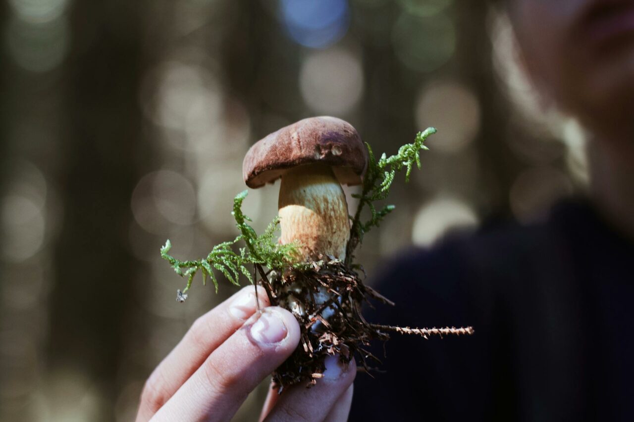 Purchasing Psychedelic Mushrooms Online? A Retired Individual Regrets Not Utilizing Psilocybin 45 Years Earlier.