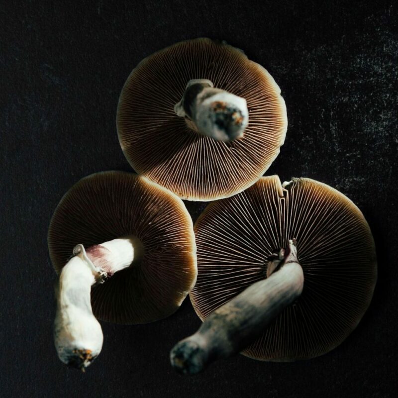 Magic Mushroom Canada | Momentum Mushroom Canada