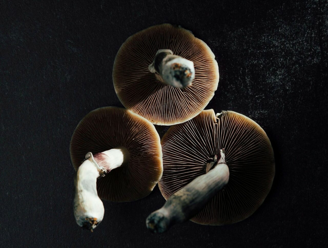 Canadian Magic Mushroom – Experts Clarify Why Natural Psilocybin Has a Stronger Effect Than Lab-Produced
