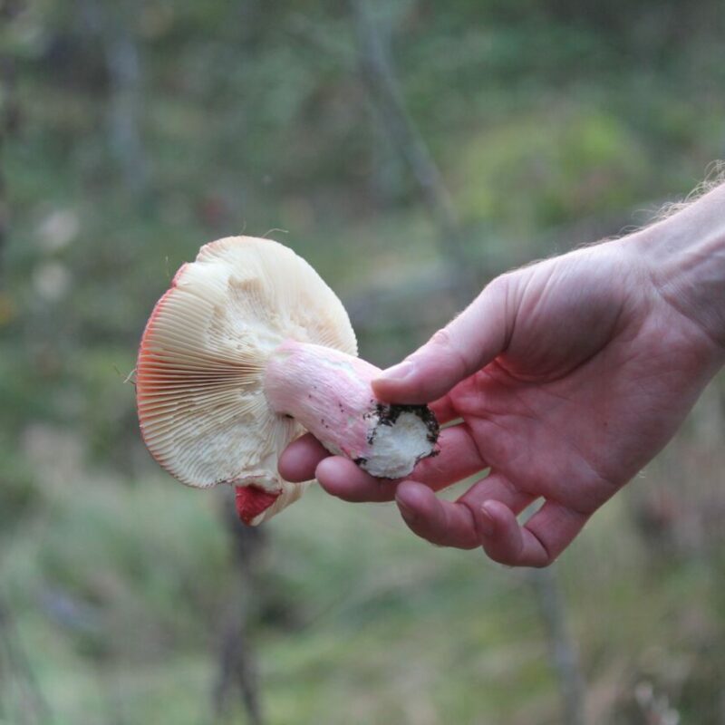 Magic Mushroom Delivery | Momentum Mushroom Canada