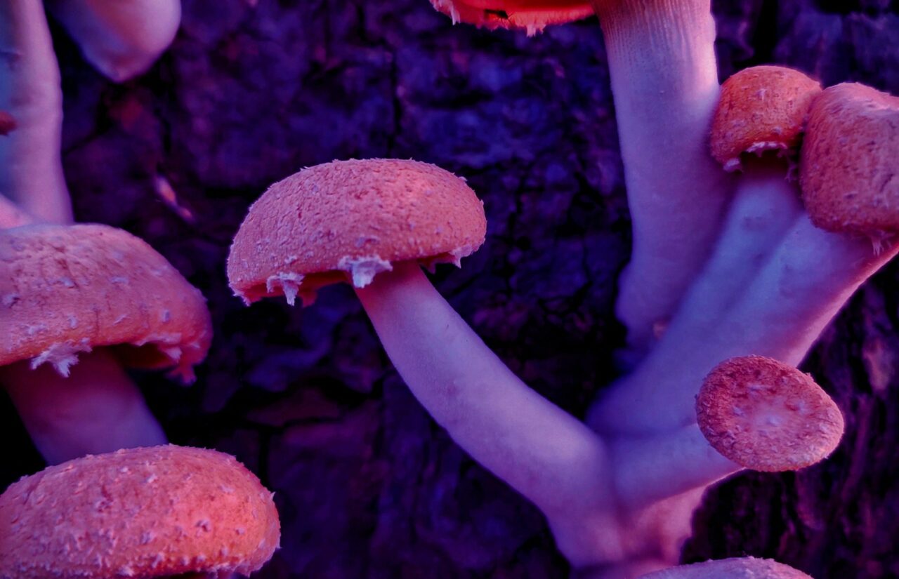 How Psilocybin, Obtained from a Mushroom Dispensary, Could Aid in Reshaping Minds Affected by the Stigma Associated with HIV