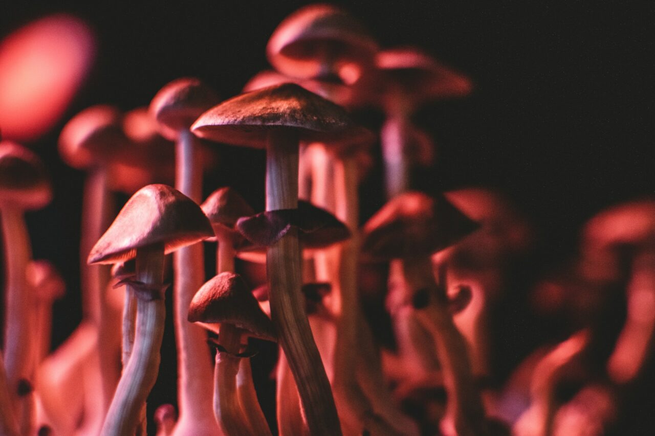 Is there a possibility for Psilocybin Mushrooms in Canada to Correct Serotonin Levels in Anorexia? Here’s the Scientific Evidence.