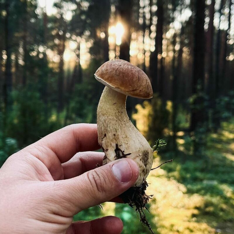 Shrooms Delivery Canada | Momentum Mushroom Canada