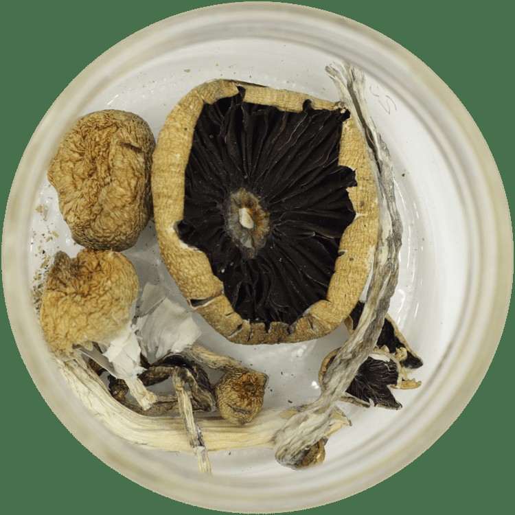  | Momentum Mushroom Canada
