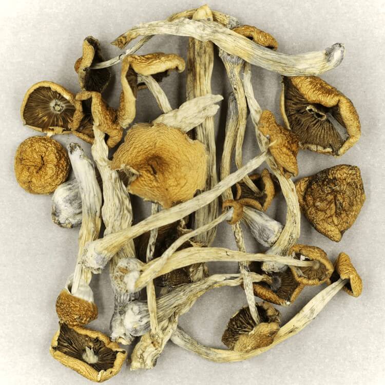  | Momentum Mushroom Canada