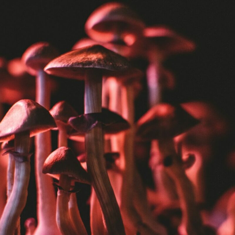  | Momentum Mushroom Canada